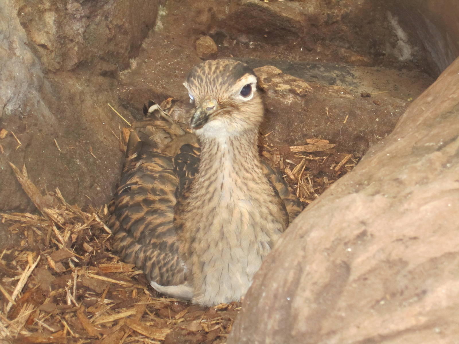 Double Striped Thick Knee