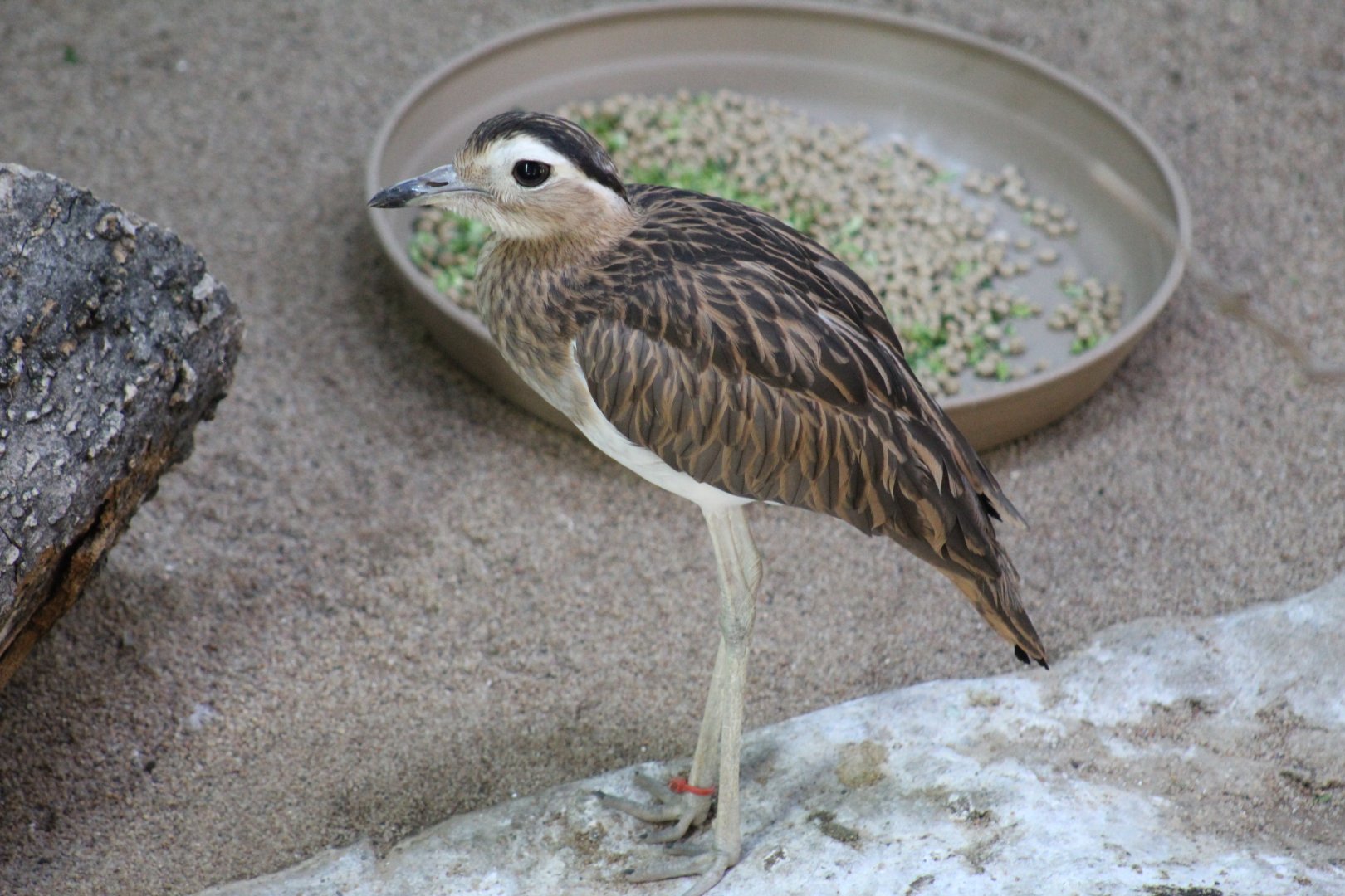 Double-Striped Thick-Knee