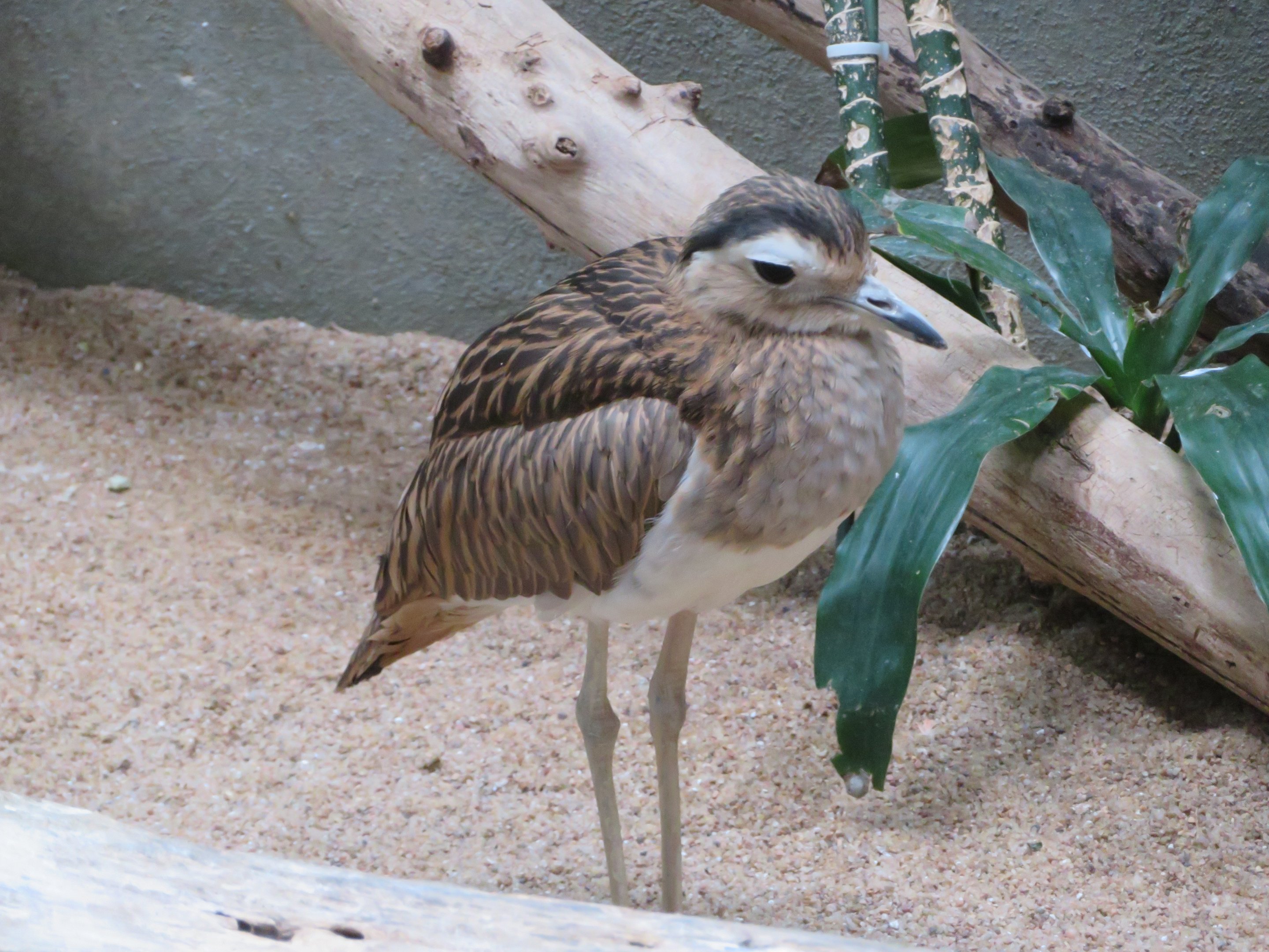 Double-striped Thick-knee