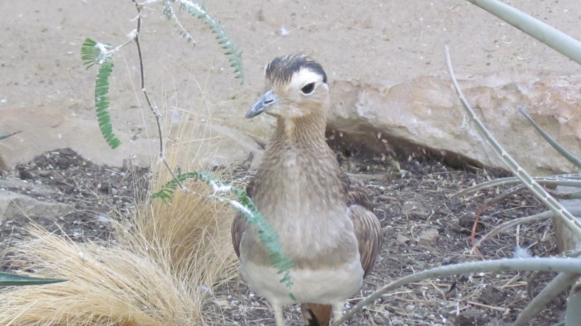 Double-striped Thick-knee