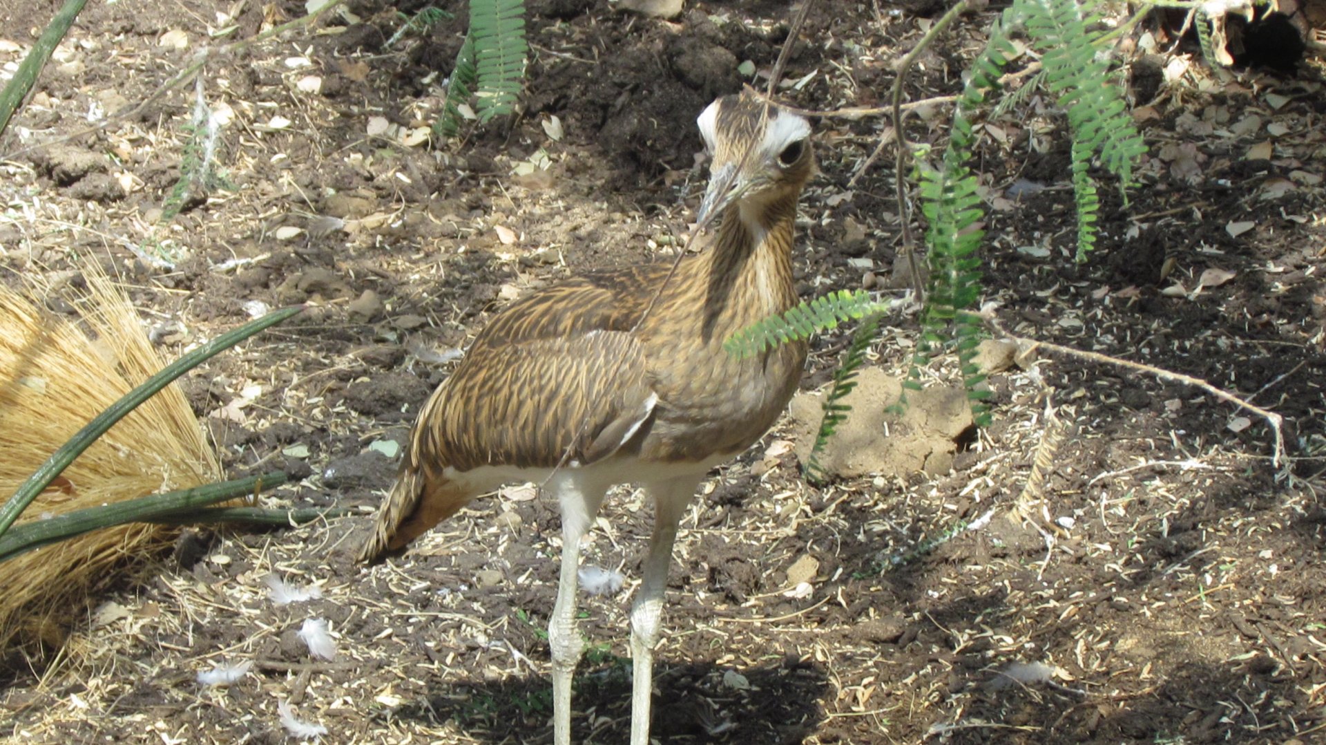 Double-striped Thick-knee