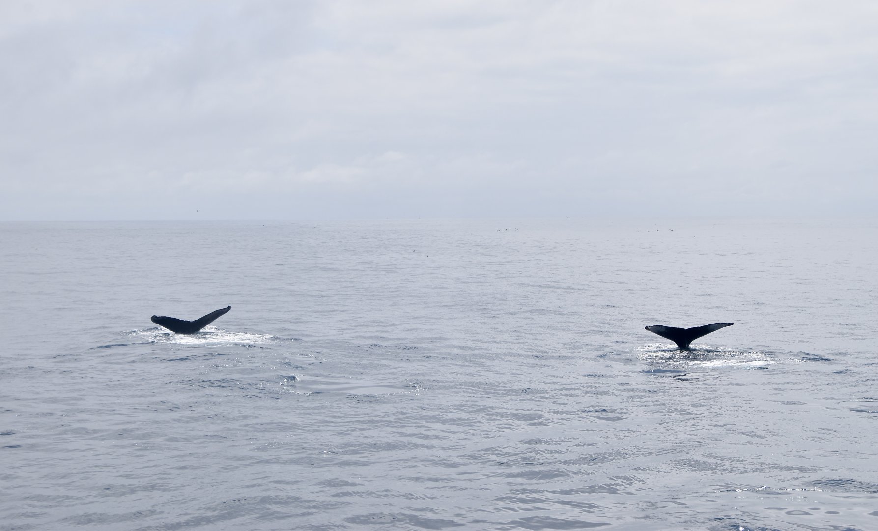 Double the Humpbacks (Megaptera novaeangliae)