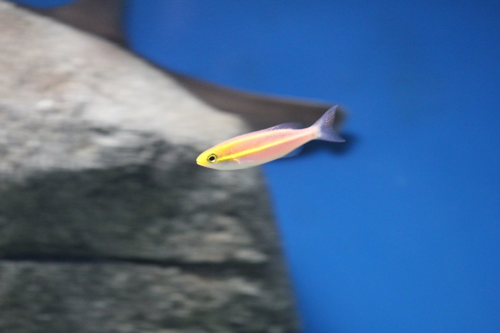 Double Threadfin Bream