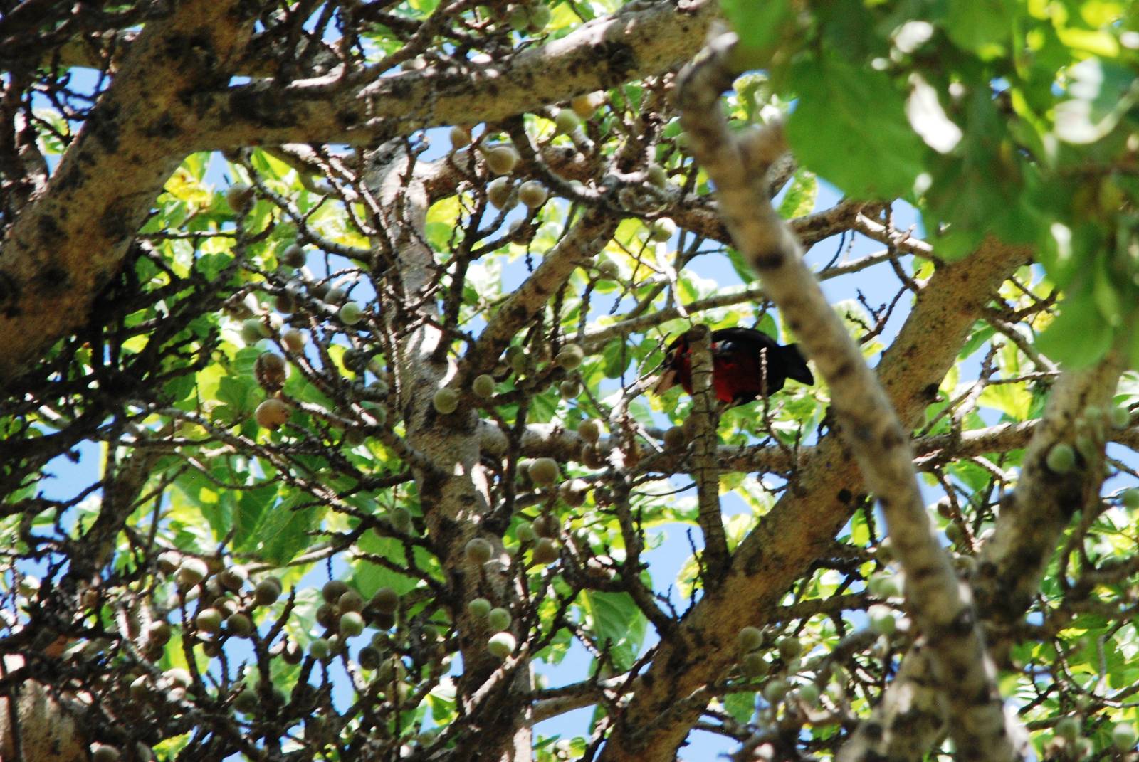 Double-toothed Barbet at Ziway, 13/10/14