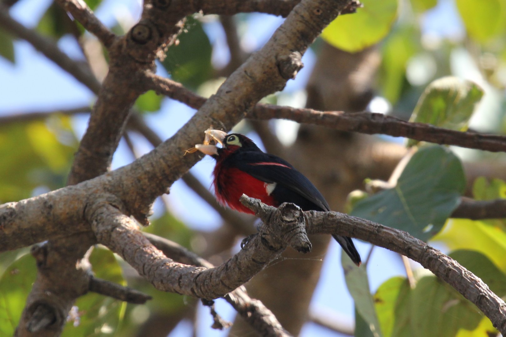 Double-toothed Barbet (Lybius bidentatus)