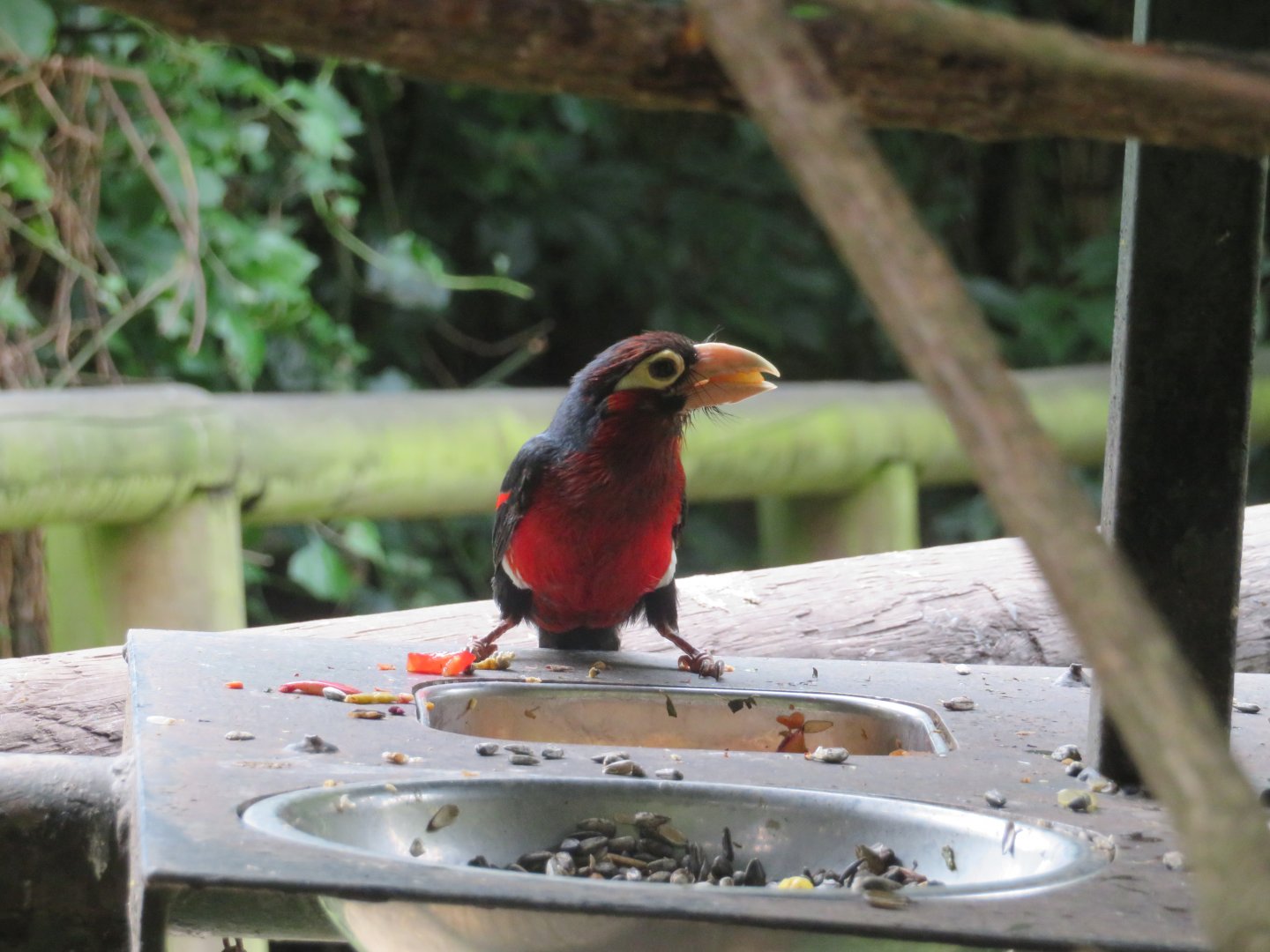 Double-toothed Barbet (Lybius bidentatus)