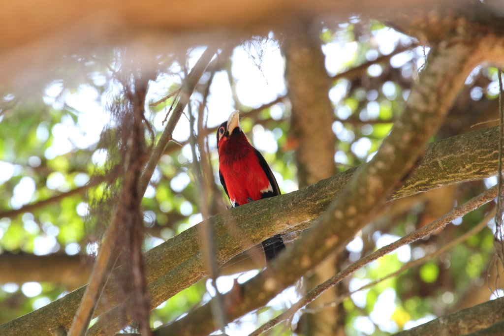 Double-toothed Barbet