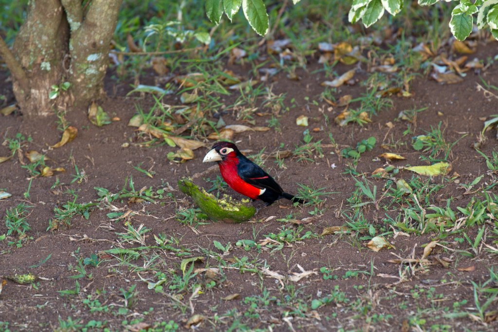Double-toothed Barbet
