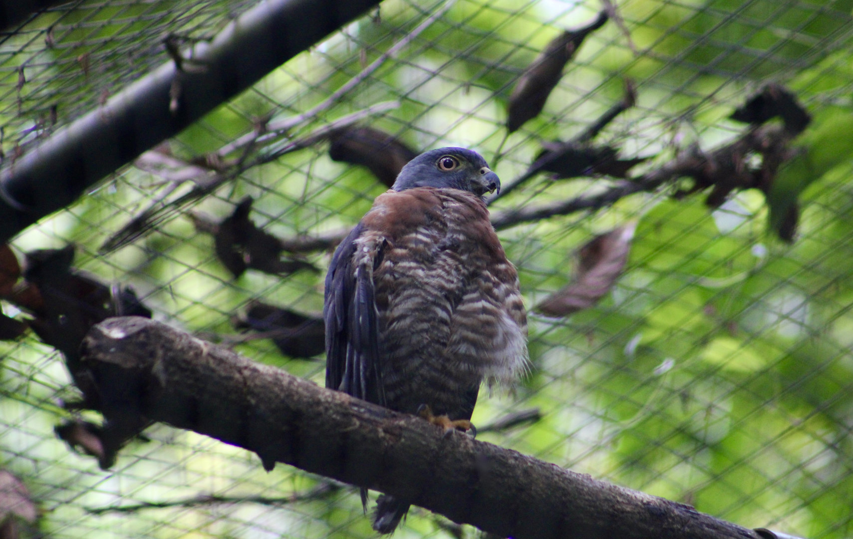 Double-Toothed Kite (Harpagus bidentatus fasciatus)