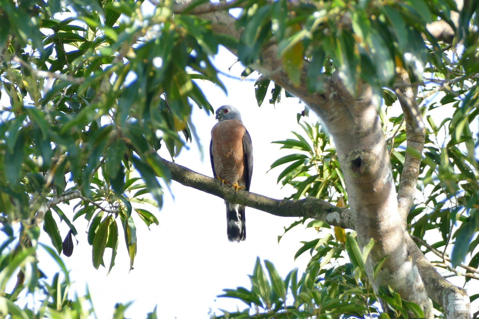 Double-toothed Kite