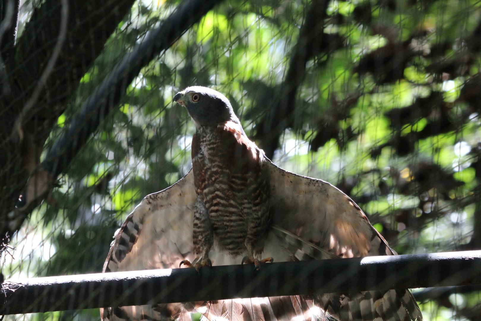 Double-toothed Kite