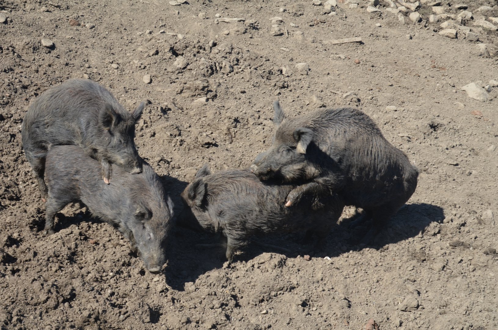 Double Trouble! European Wild Boar