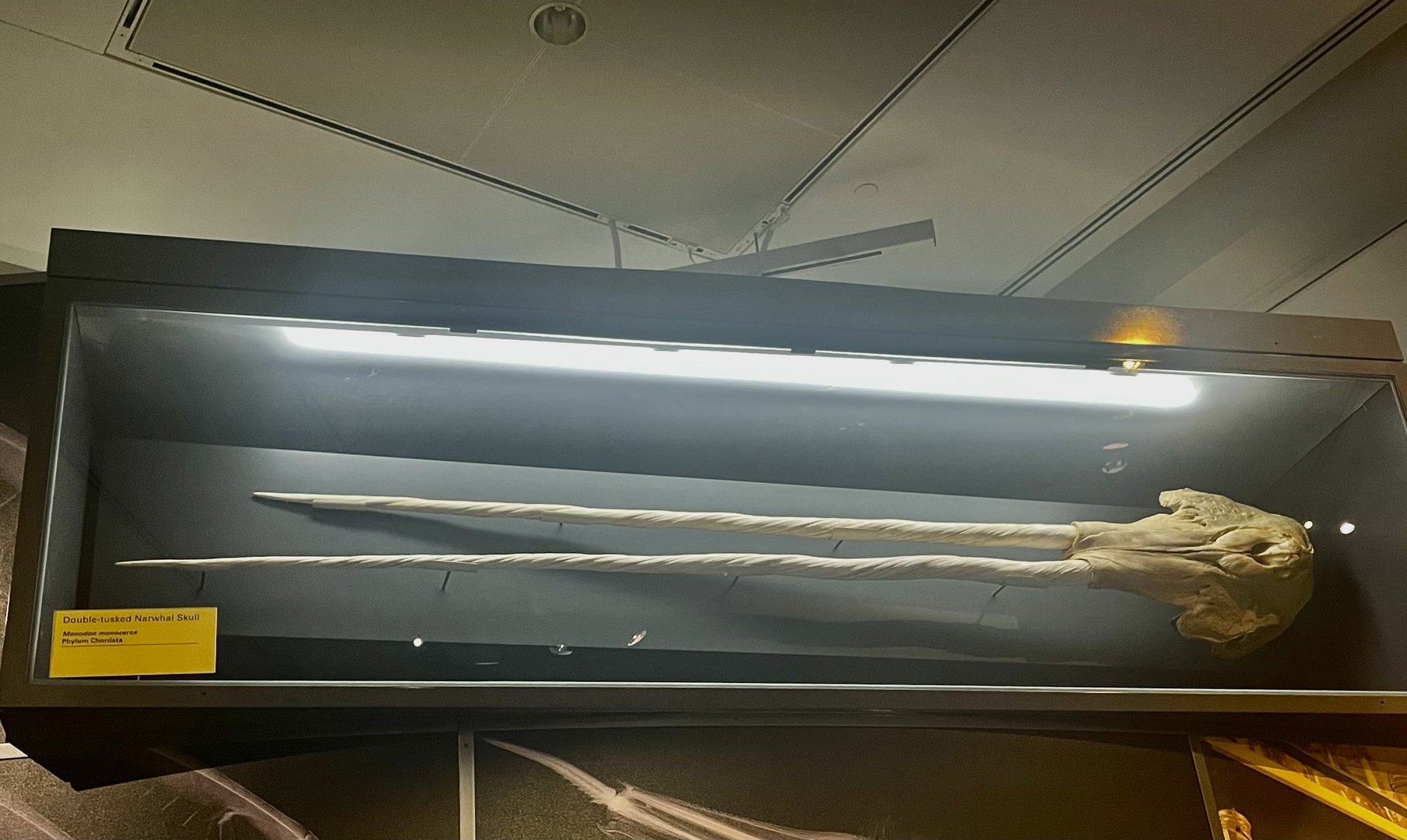Double-tusk Narwhal Skull