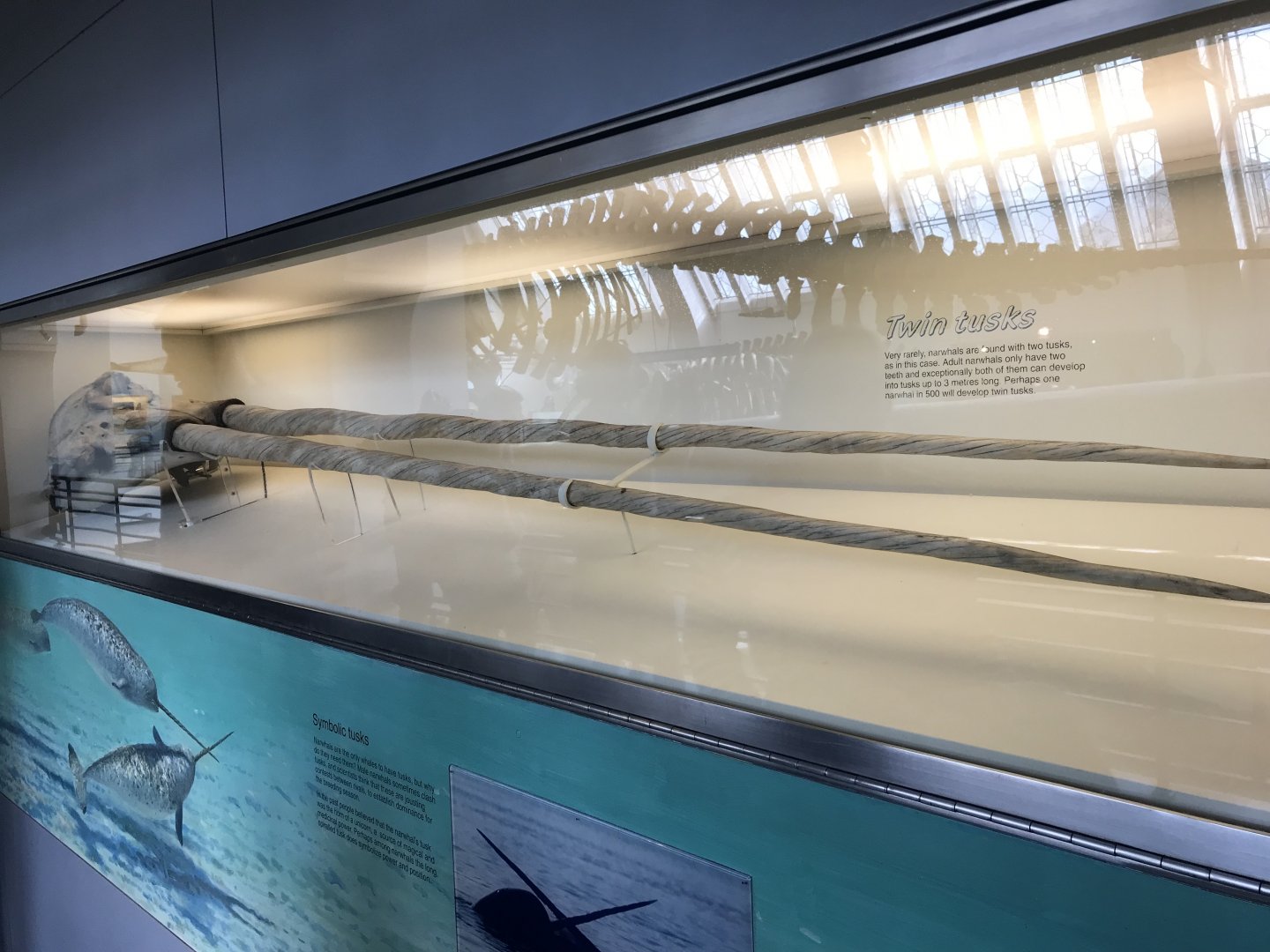 Double tusked narwhal