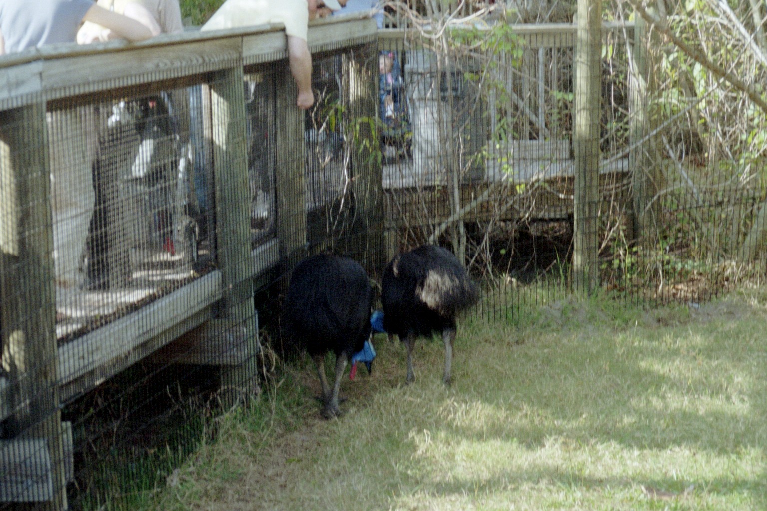 Double-wattled Cassowaries - Australasia