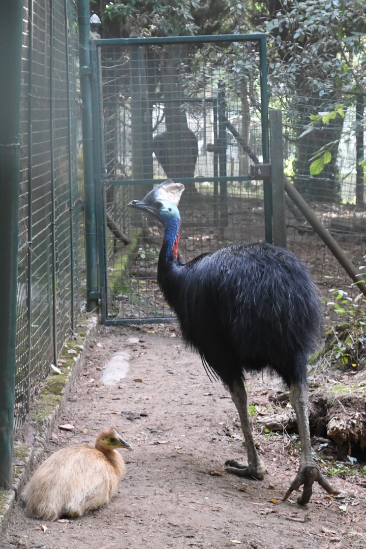 Double-wattled Cassowaries (Zoo Lourosa)
