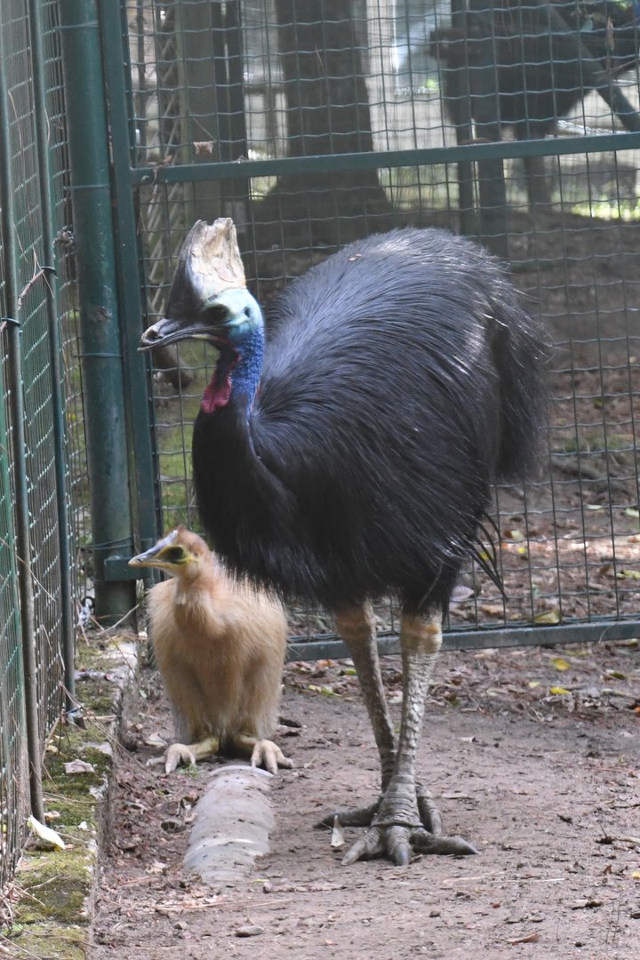Double-wattled Cassowaries (Zoo Lourosa)