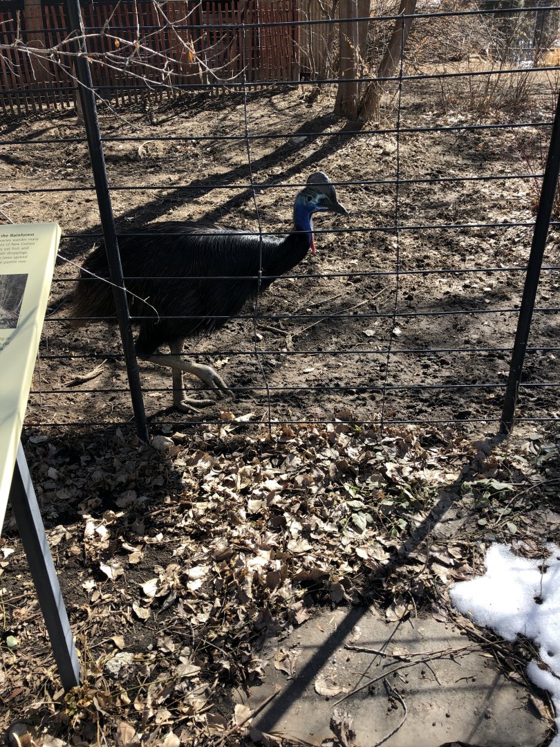 Double-wattled Cassowary 2-24-2020