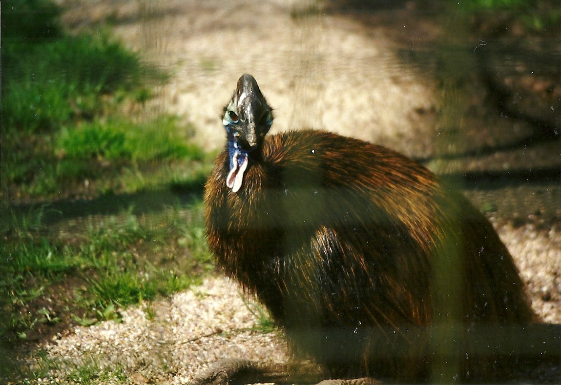 Double-wattled Cassowary 6th April 1998