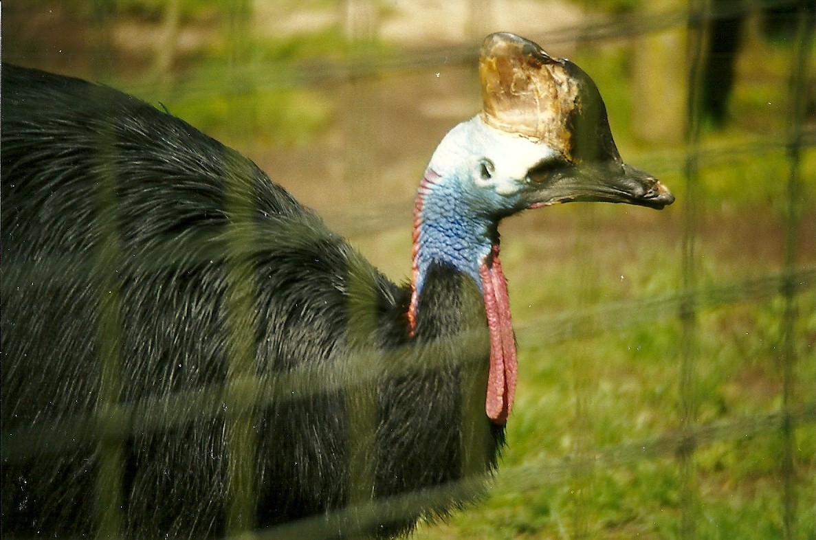 Double-wattled Cassowary 6th April 1998