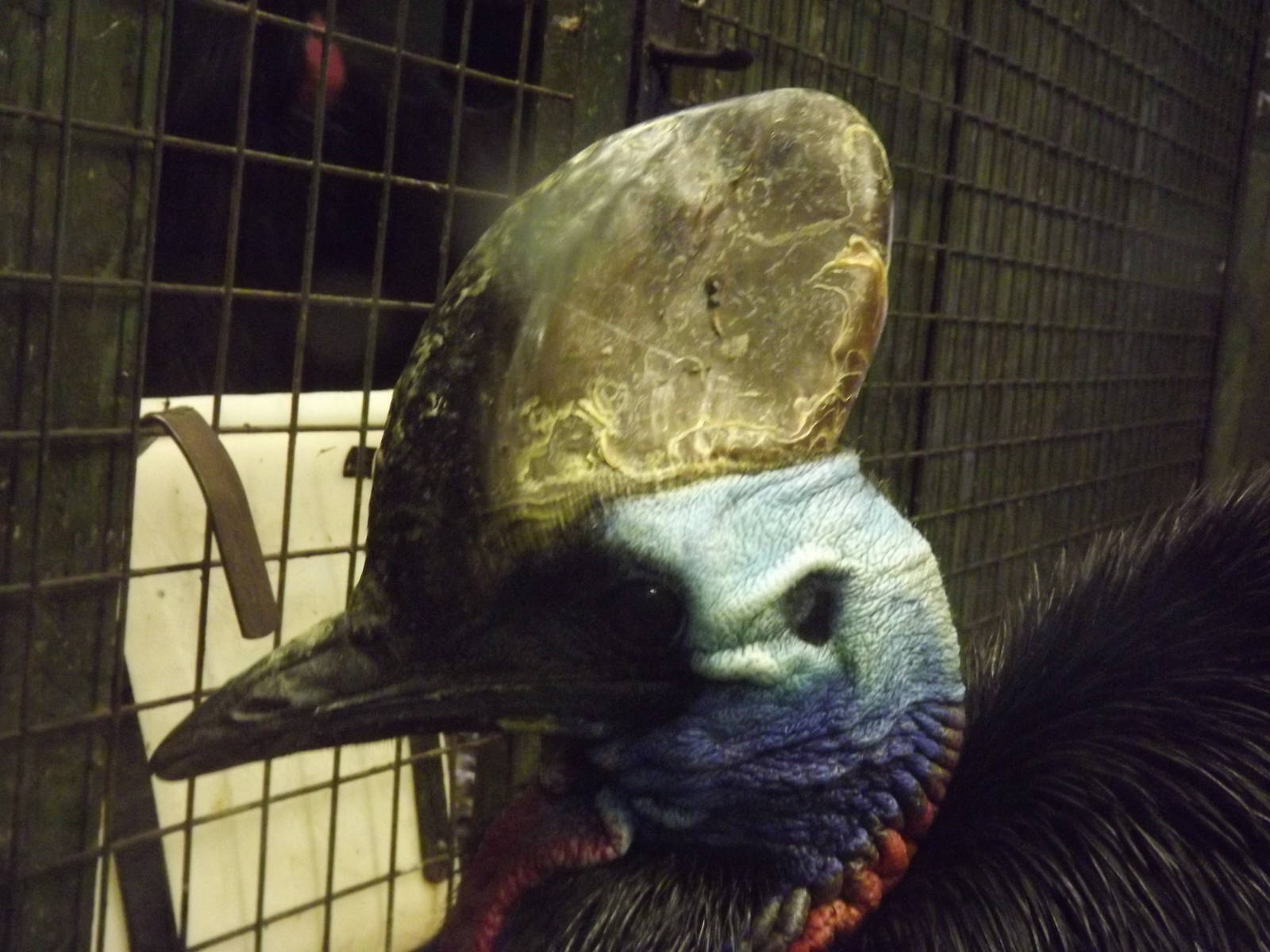 Double-wattled cassowary at Edinburgh Zoo 28/12/11