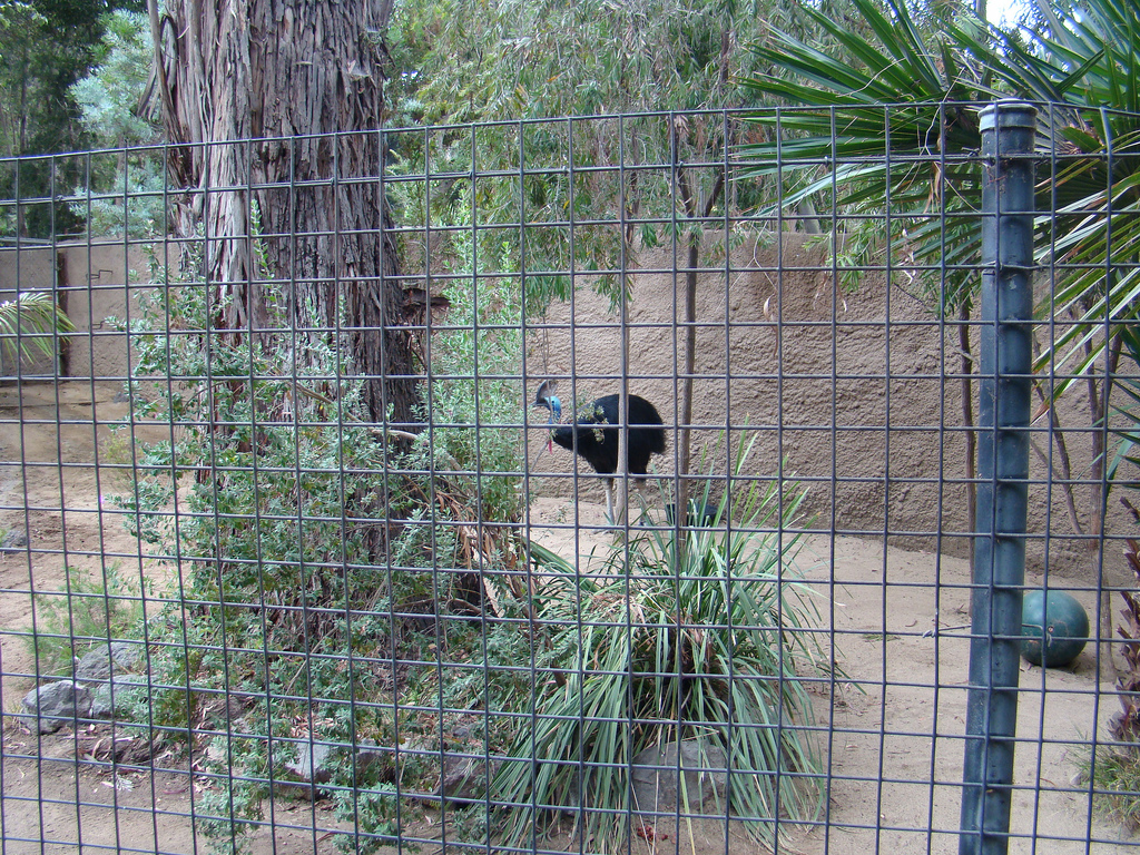Double-wattled Cassowary at the Los Angeles Zoo