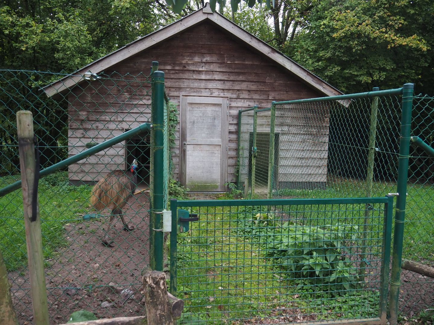 Double-wattled cassowary barn, 2020-10-19
