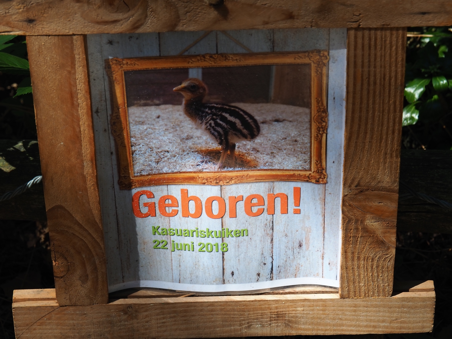 Double-wattled cassowary birth sign