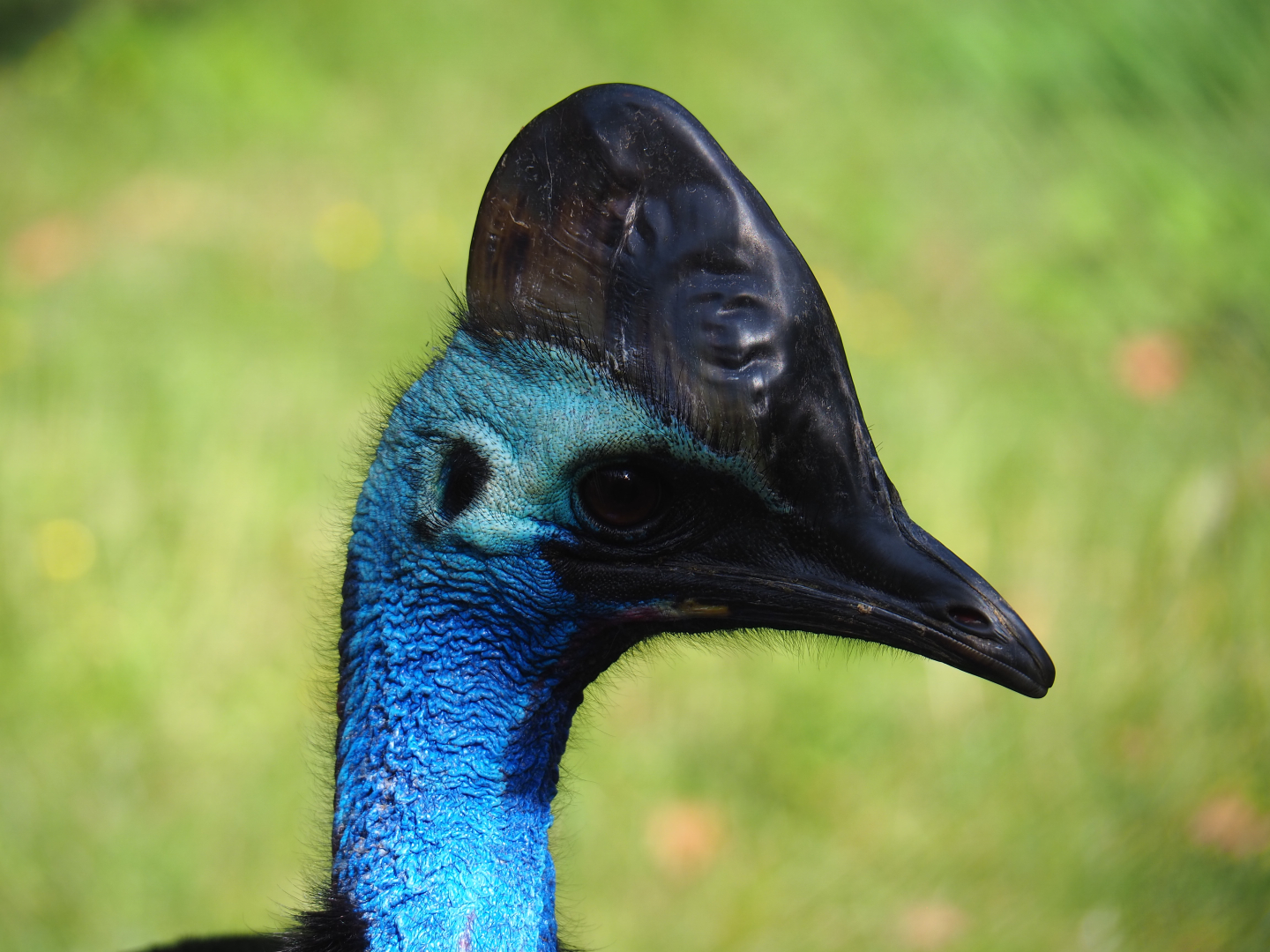 Double-wattled cassowary (Casuarius casuarius), 2020-06-12o