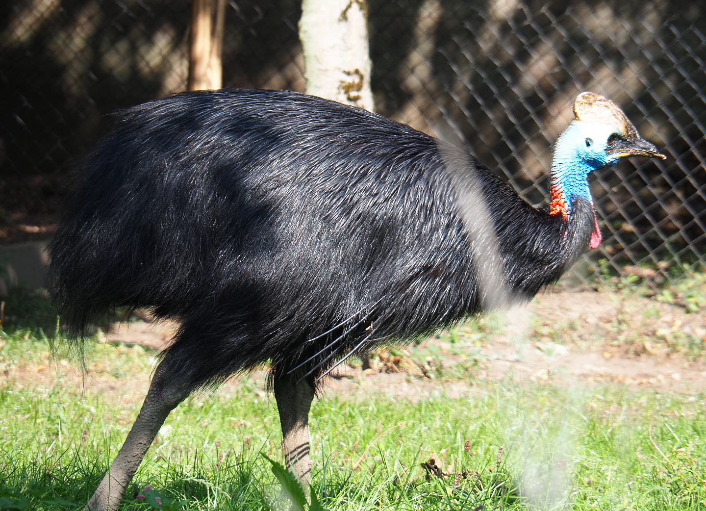 Double-wattled cassowary (Casuarius casuarius), 2020-09-02