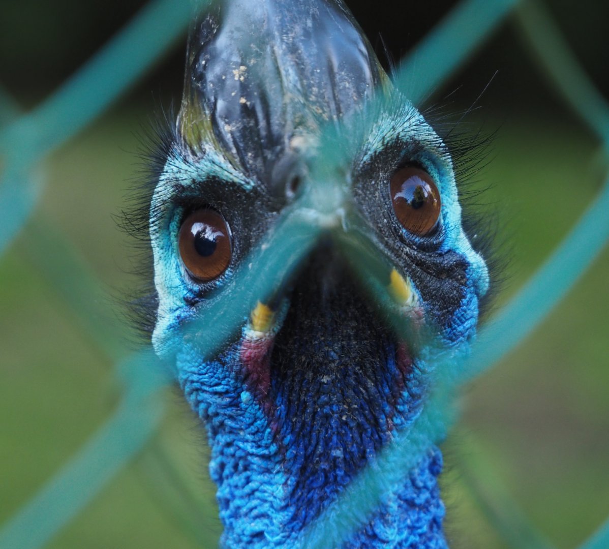 Double-wattled cassowary (Casuarius casuarius), 2020-10-10