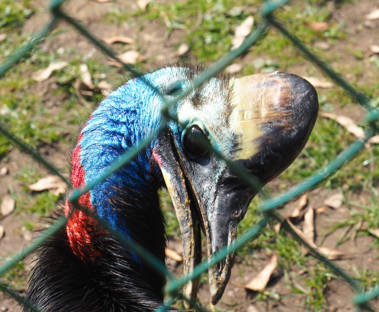 Double-wattled cassowary (Casuarius casuarius), 2021-04-21