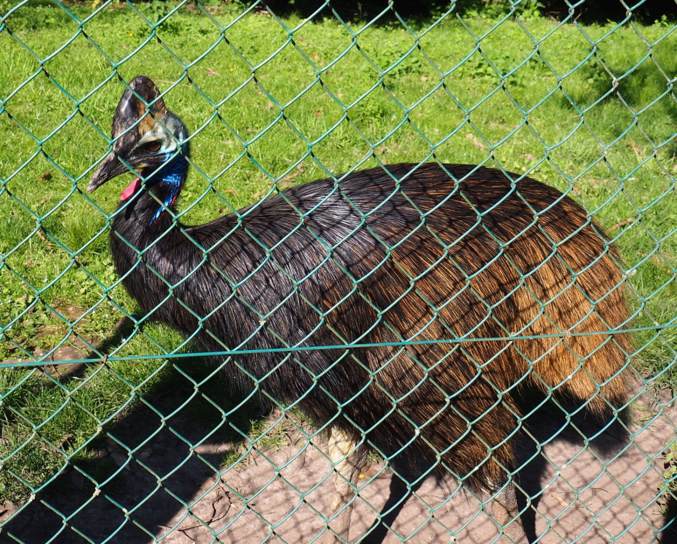 Double-wattled cassowary (Casuarius casuarius), 2021-06-01