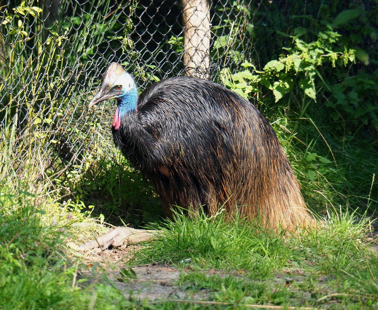 Double-wattled cassowary (Casuarius casuarius), 2021-09-03