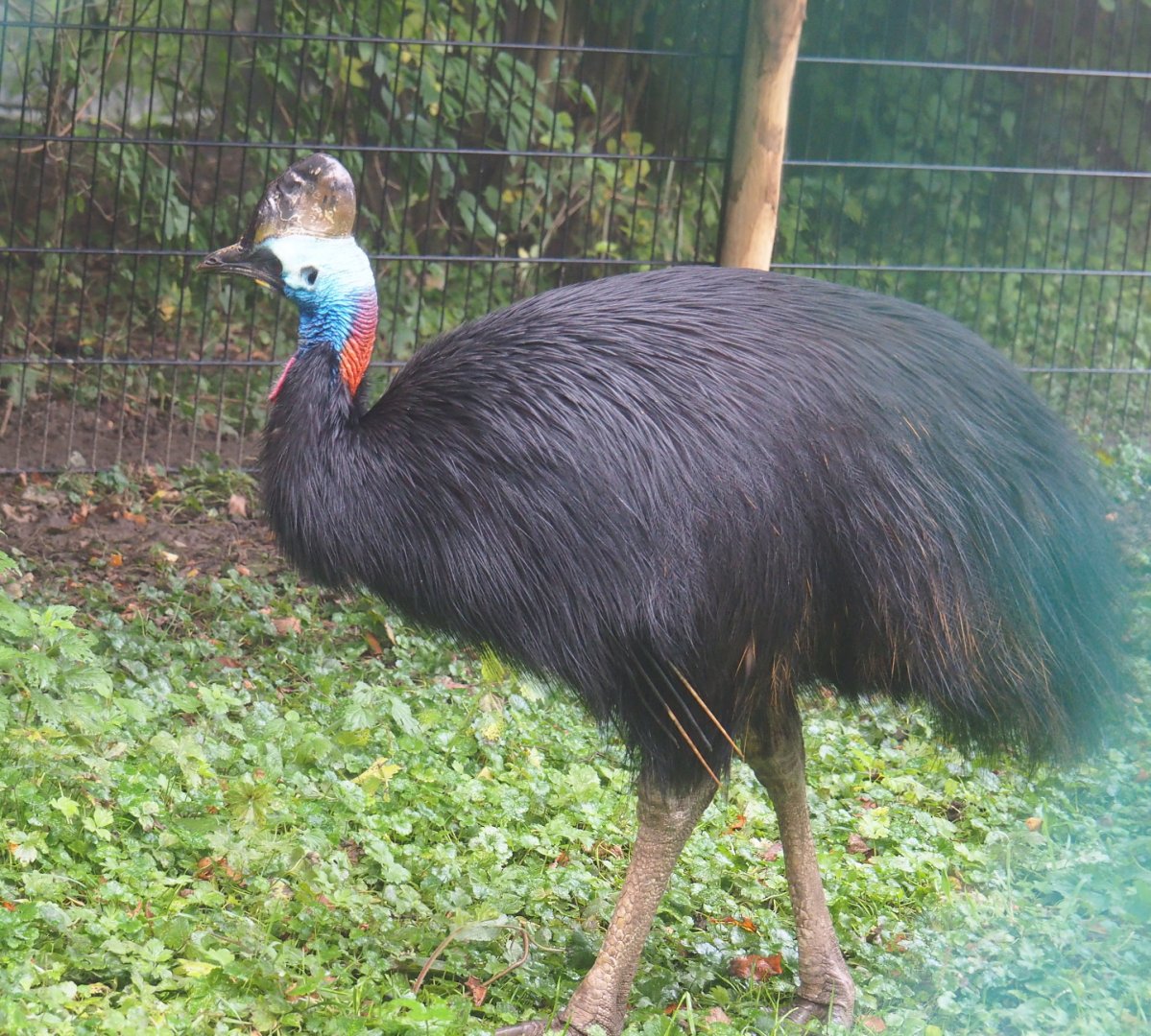 Double-wattled cassowary (Casuarius casuarius), 2021-10-10