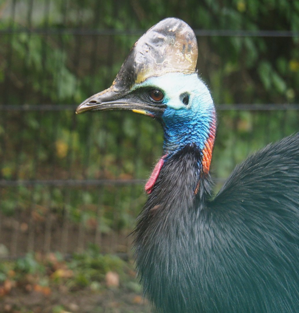 Double-wattled cassowary (Casuarius casuarius), 2021-10-10