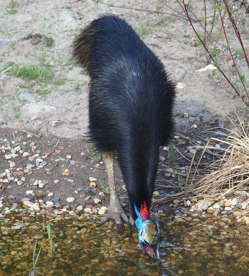Double-wattled cassowary (Casuarius casuarius), 2022-05-28