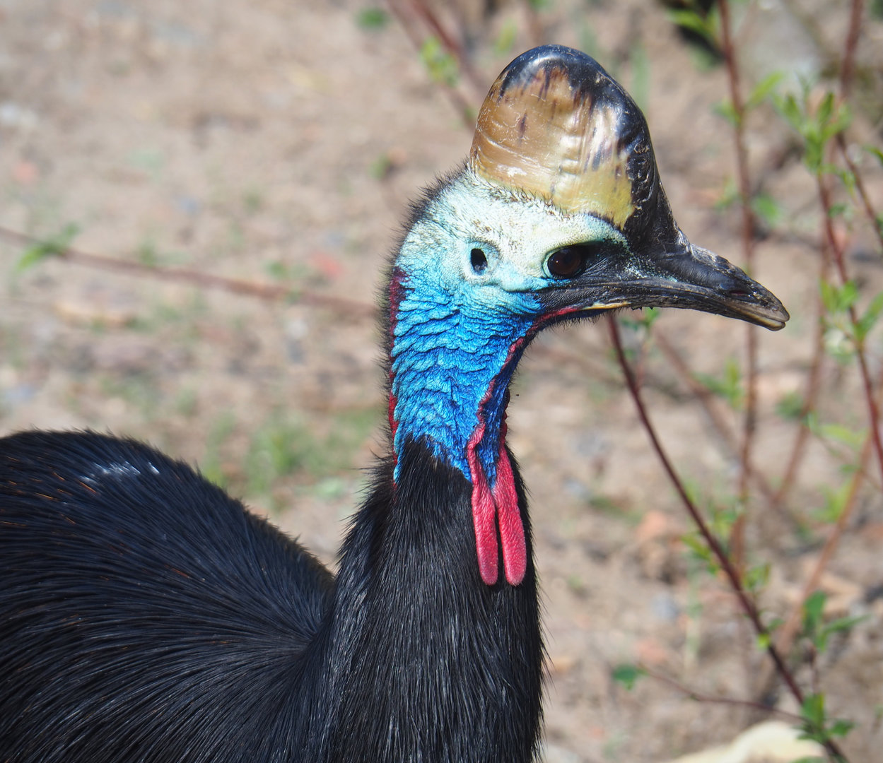 Double-wattled cassowary (Casuarius casuarius), 2022-05-28