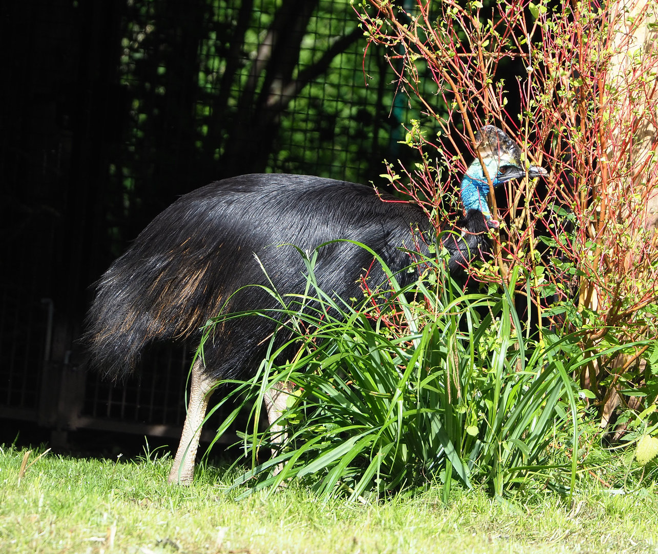 Double-wattled cassowary (Casuarius casuarius), 2022-07-03