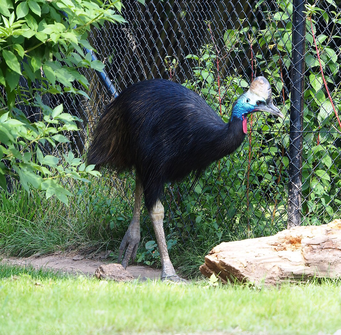 Double-wattled cassowary (Casuarius casuarius), 2022-07-16