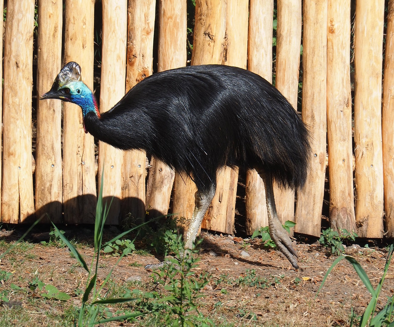 Double-wattled cassowary (Casuarius casuarius), 2022-08-07