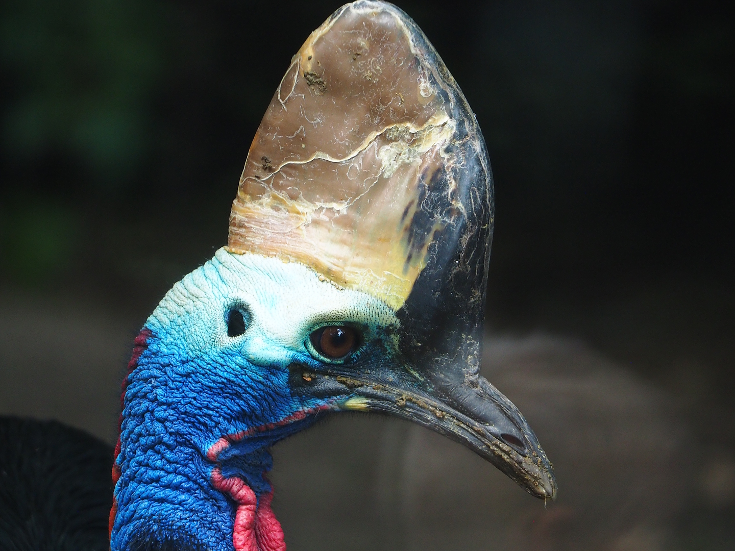 Double-wattled cassowary (Casuarius casuarius), 2022-08-28