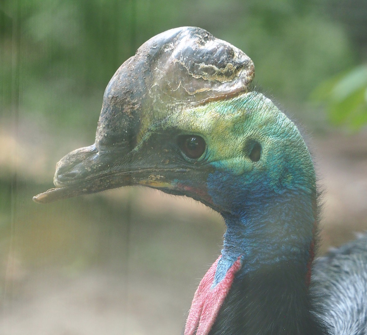Double-wattled cassowary (Casuarius casuarius), 2022-08-28
