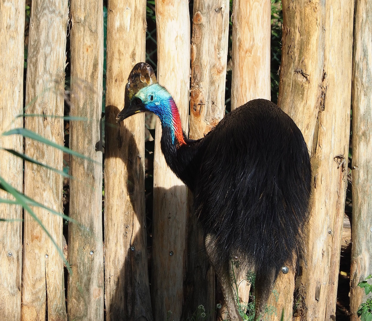 Double-wattled cassowary (Casuarius casuarius), 2022-09-12