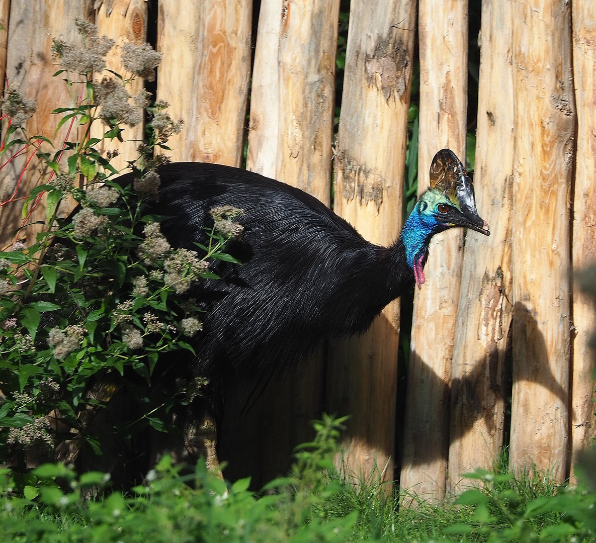 Double-wattled cassowary (Casuarius casuarius), 2022-09-12