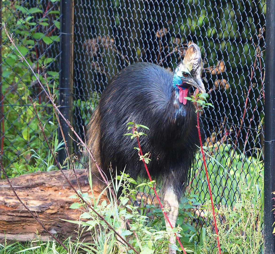 Double-wattled cassowary (Casuarius casuarius), 2022-09-12