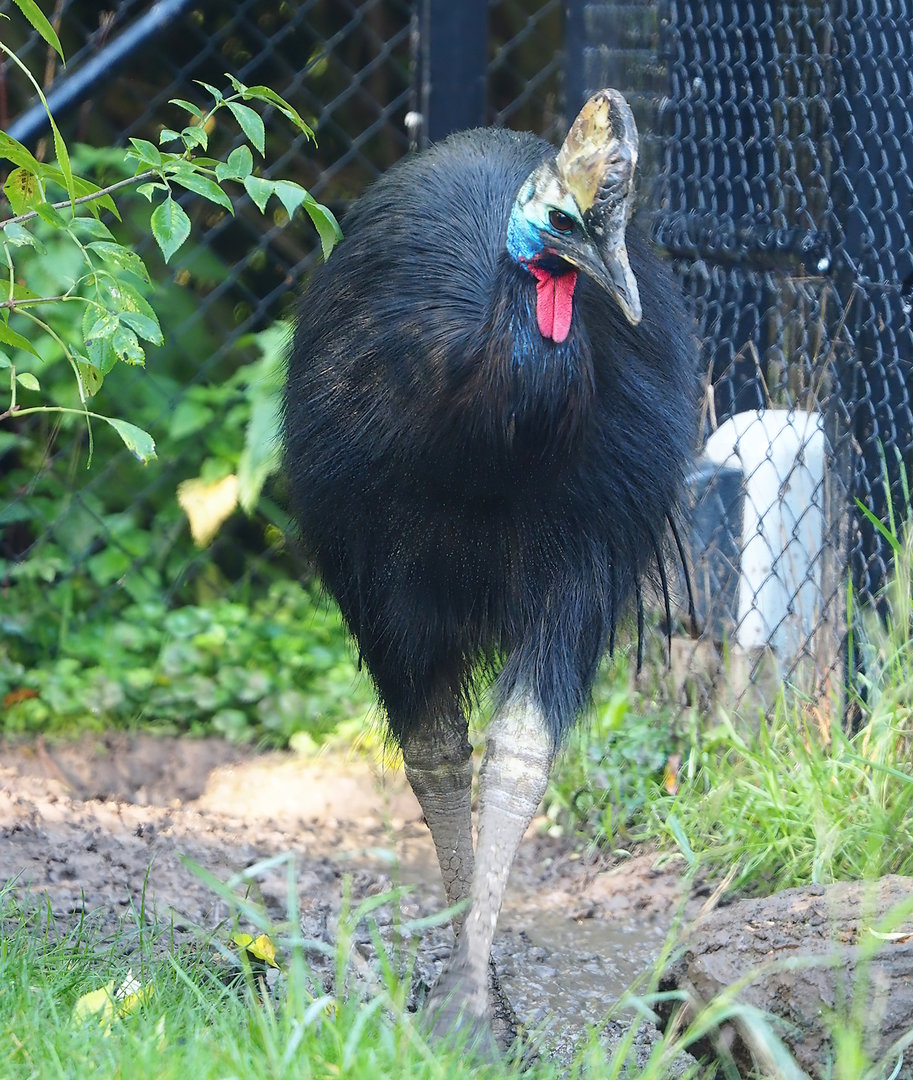 Double-wattled cassowary (Casuarius casuarius), 2022-10-19