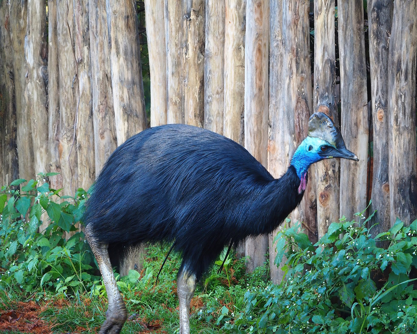 Double-wattled cassowary (Casuarius casuarius), 2022-11-12