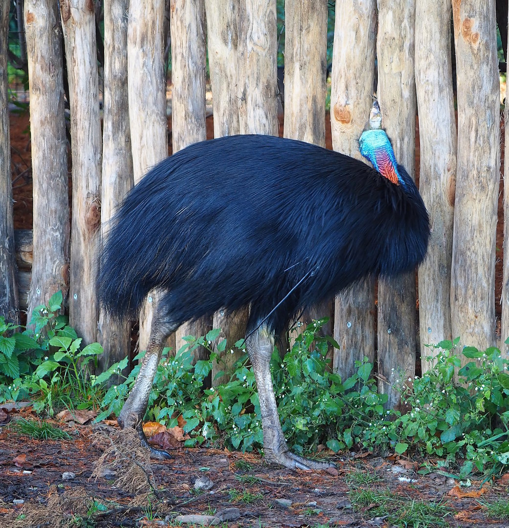 Double-wattled cassowary (Casuarius casuarius), 2022-11-12