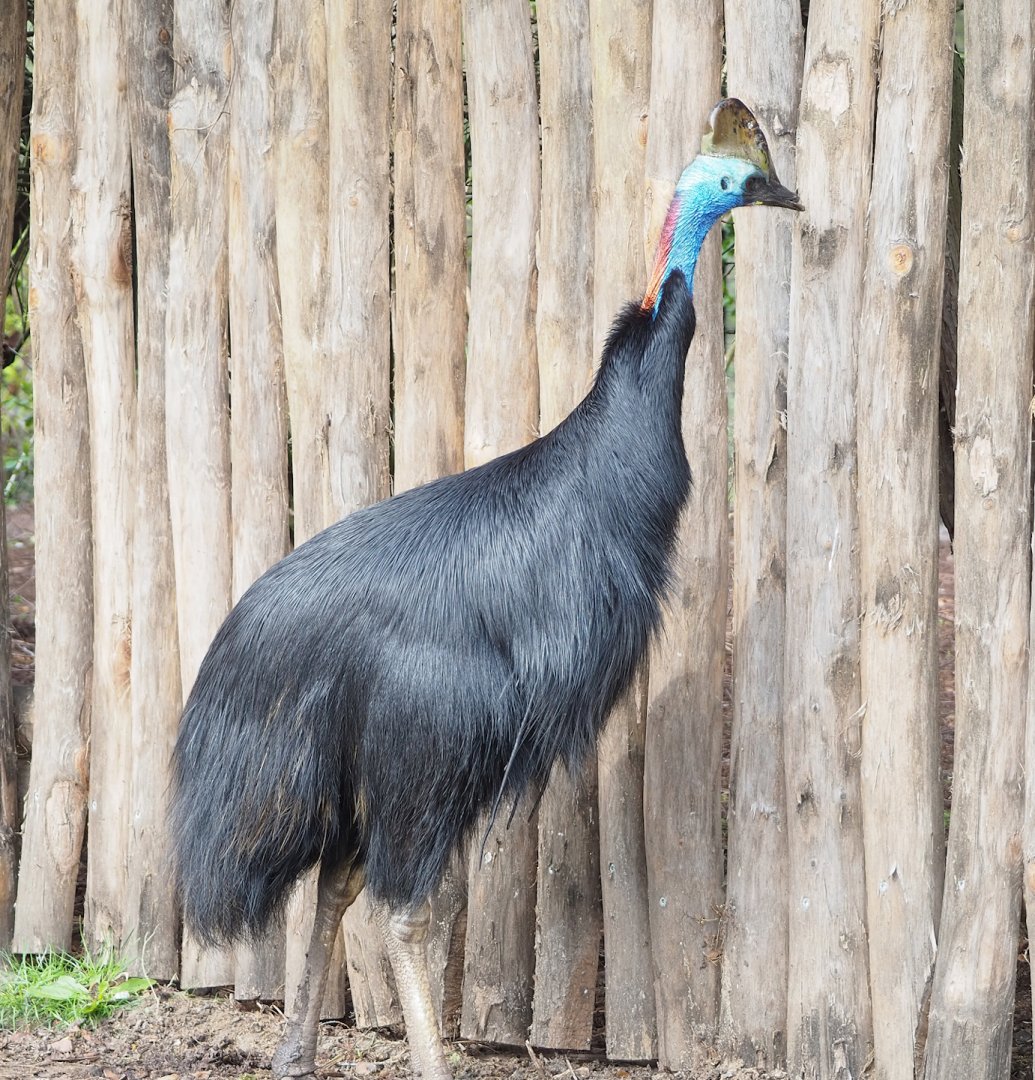 Double-wattled cassowary (Casuarius casuarius), 2023-03-28